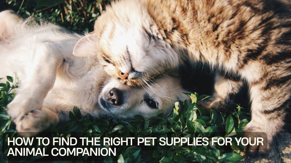 How to Find the Right Pet Supplies for Your Animal Companion