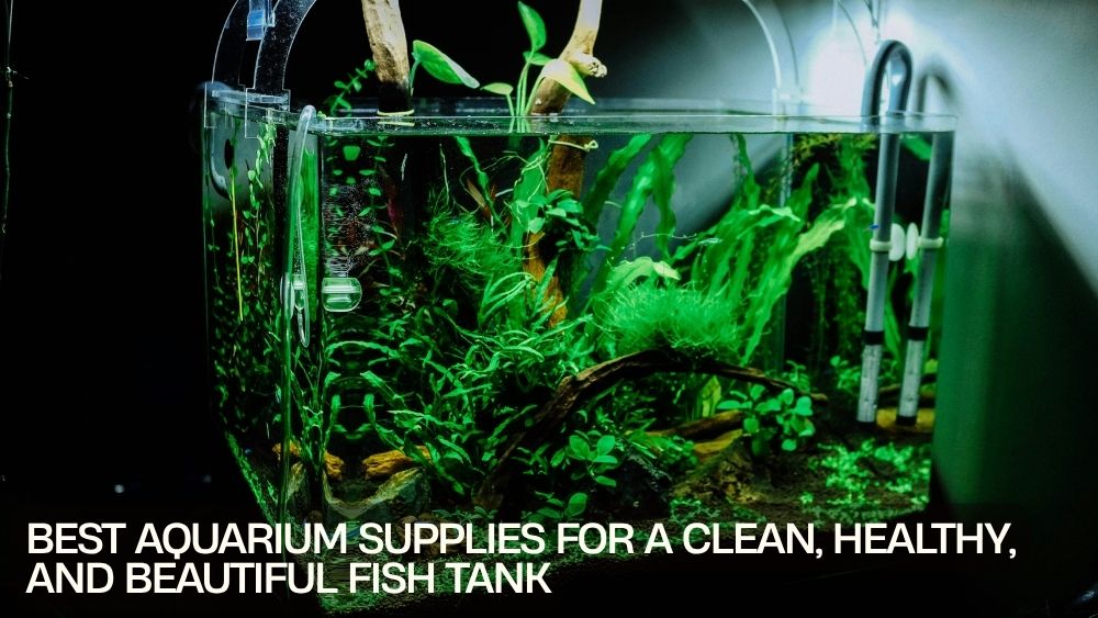Best Aquarium Supplies for a Clean, Healthy, and Beautiful Fish Tank