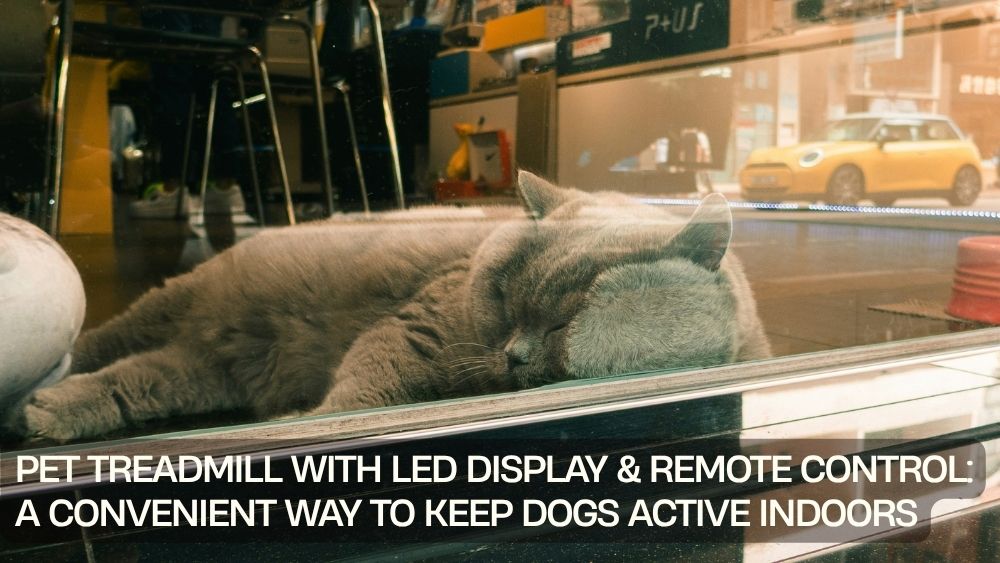 Pet Treadmill with LED Display & Remote Control: A Convenient Way to Keep Dogs Active Indoors