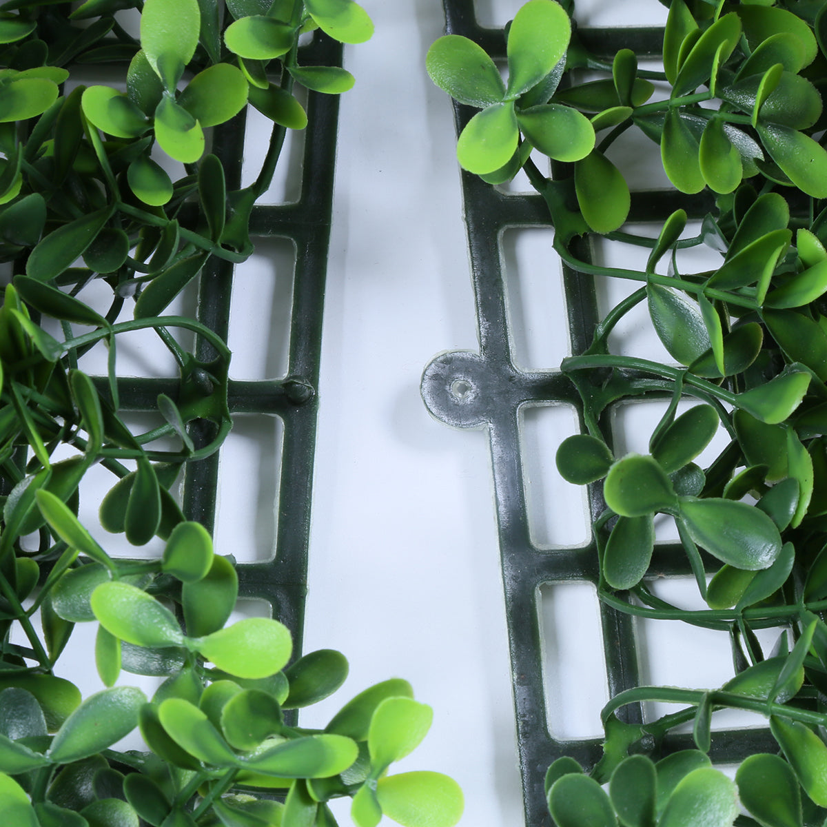 Valencia (box of 12)