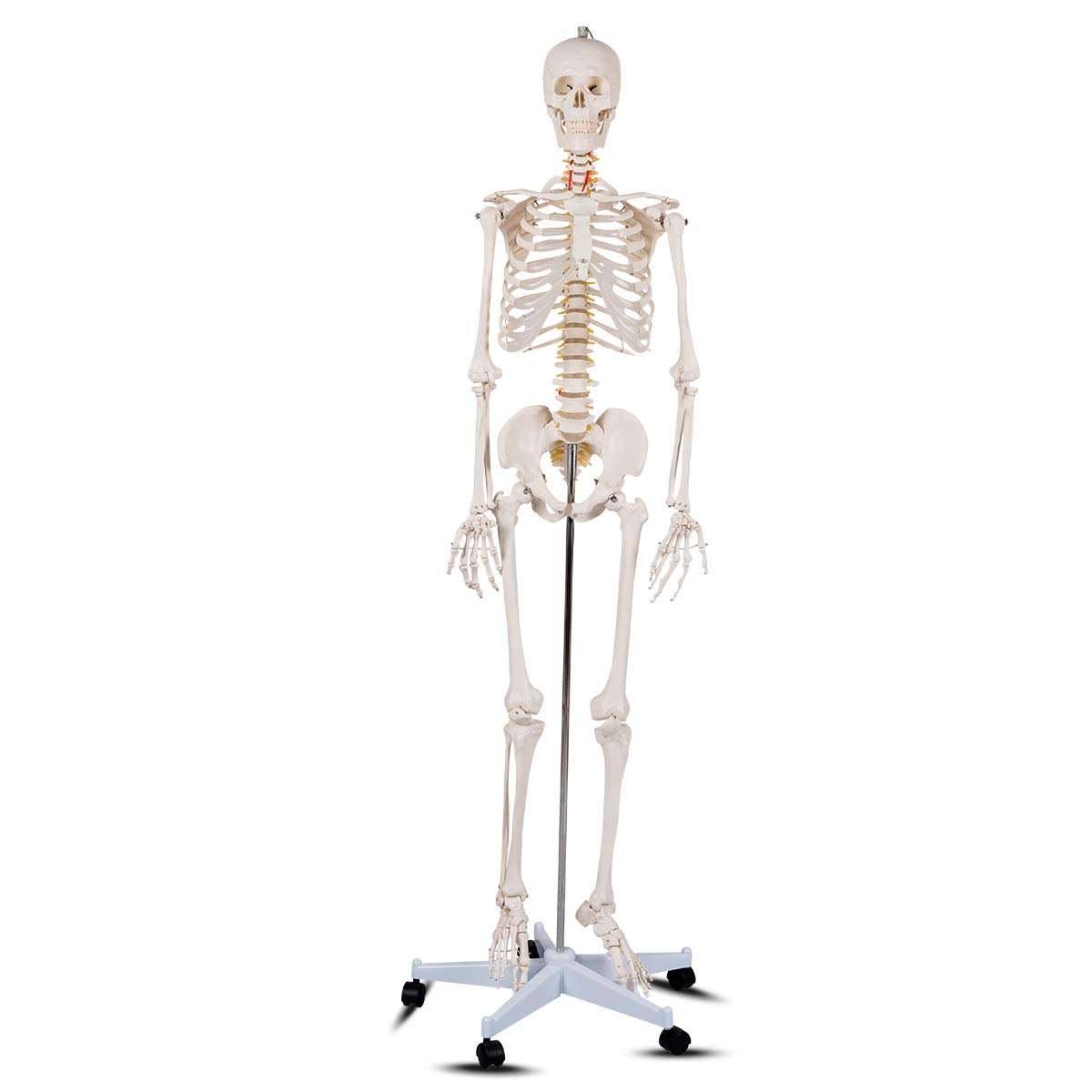 Giantex 70.8" Life Size Skeleton Model, with Roller Stand, 2 Casters with Brake, Removable Parts, Anatomical Poster and Dust Cover