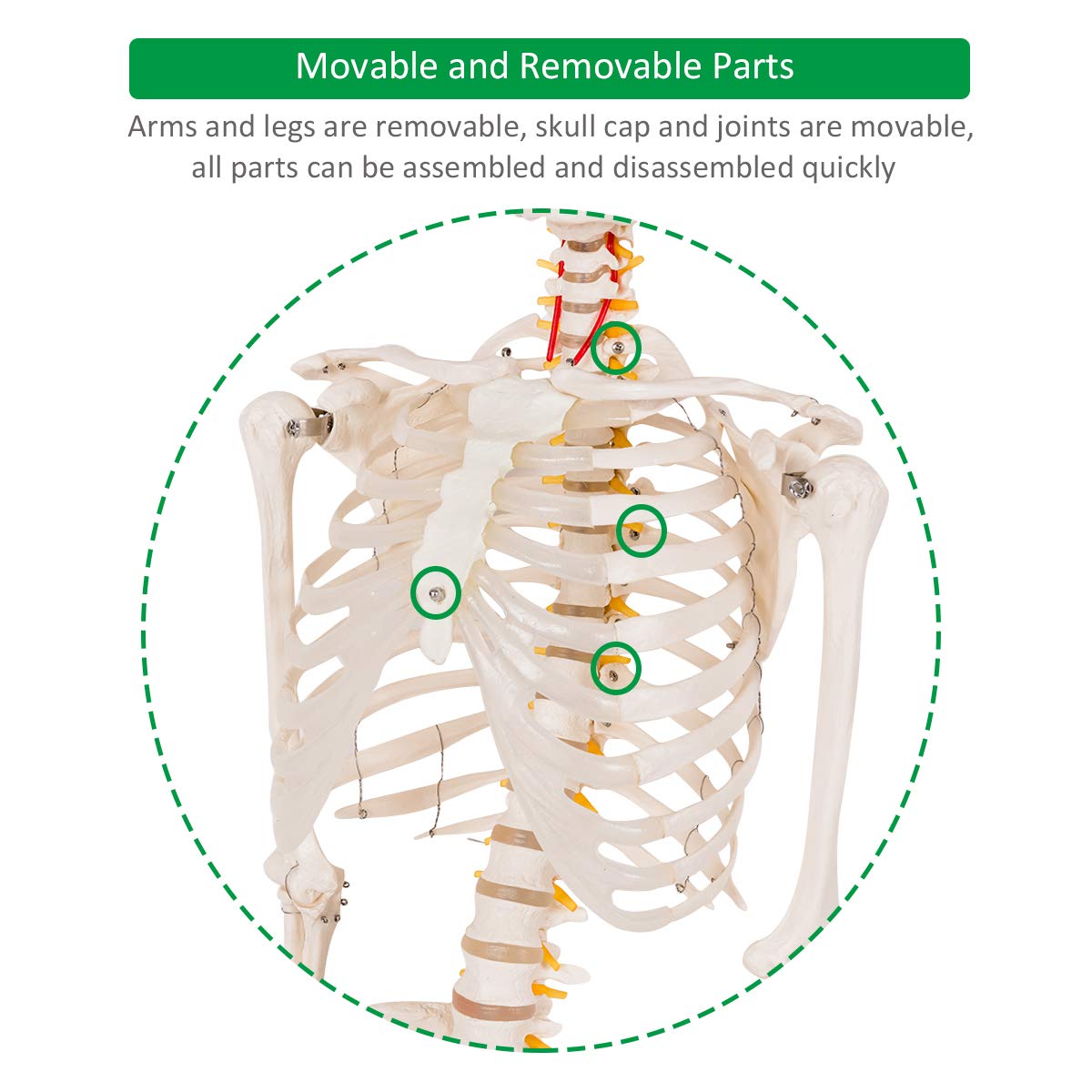 Giantex 70.8" Life Size Skeleton Model, with Roller Stand, 2 Casters with Brake, Removable Parts, Anatomical Poster and Dust Cover
