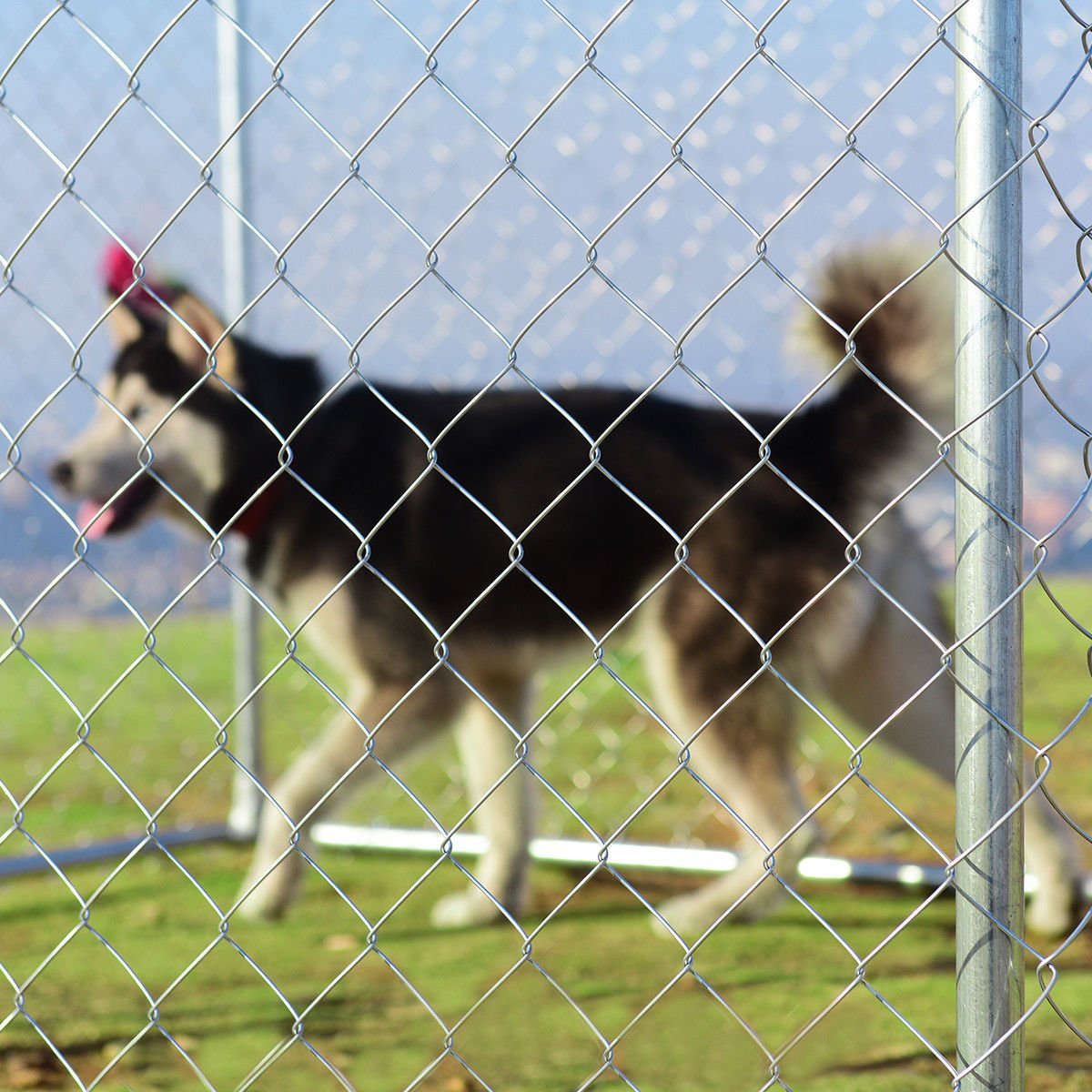 Giantex 7.5ft x 7.5ft Large Outdoor Dog Kennel, Pet Dog Run House