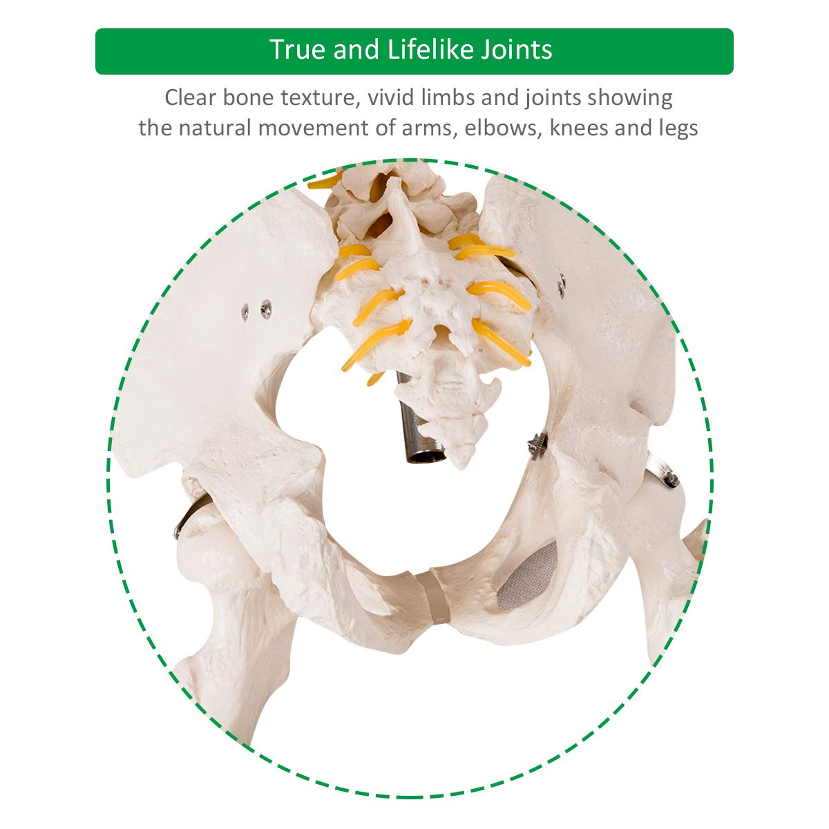 Giantex 70.8" Life Size Skeleton Model, with Roller Stand, 2 Casters with Brake, Removable Parts, Anatomical Poster and Dust Cover