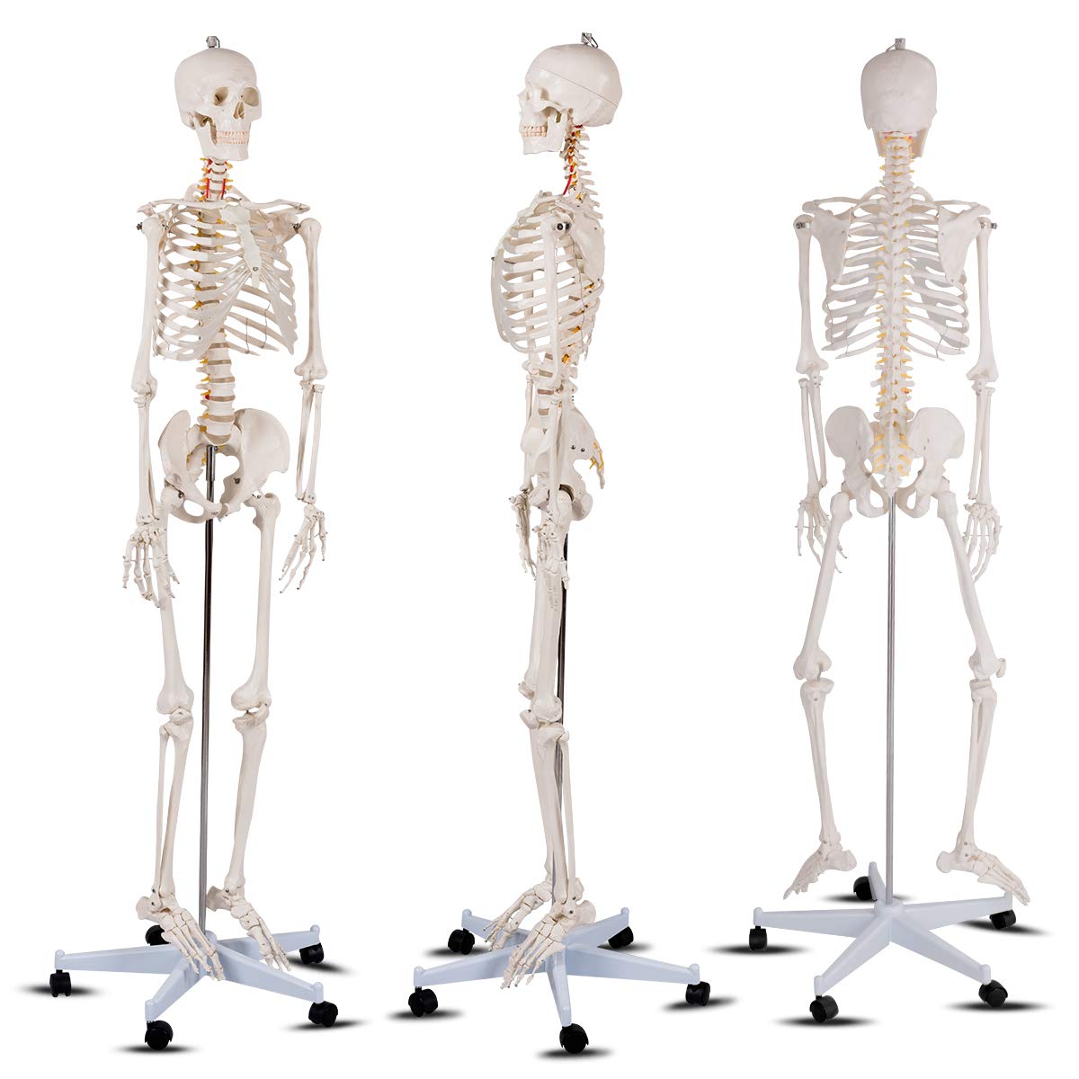 Giantex 70.8" Life Size Skeleton Model, with Roller Stand, 2 Casters with Brake, Removable Parts, Anatomical Poster and Dust Cover