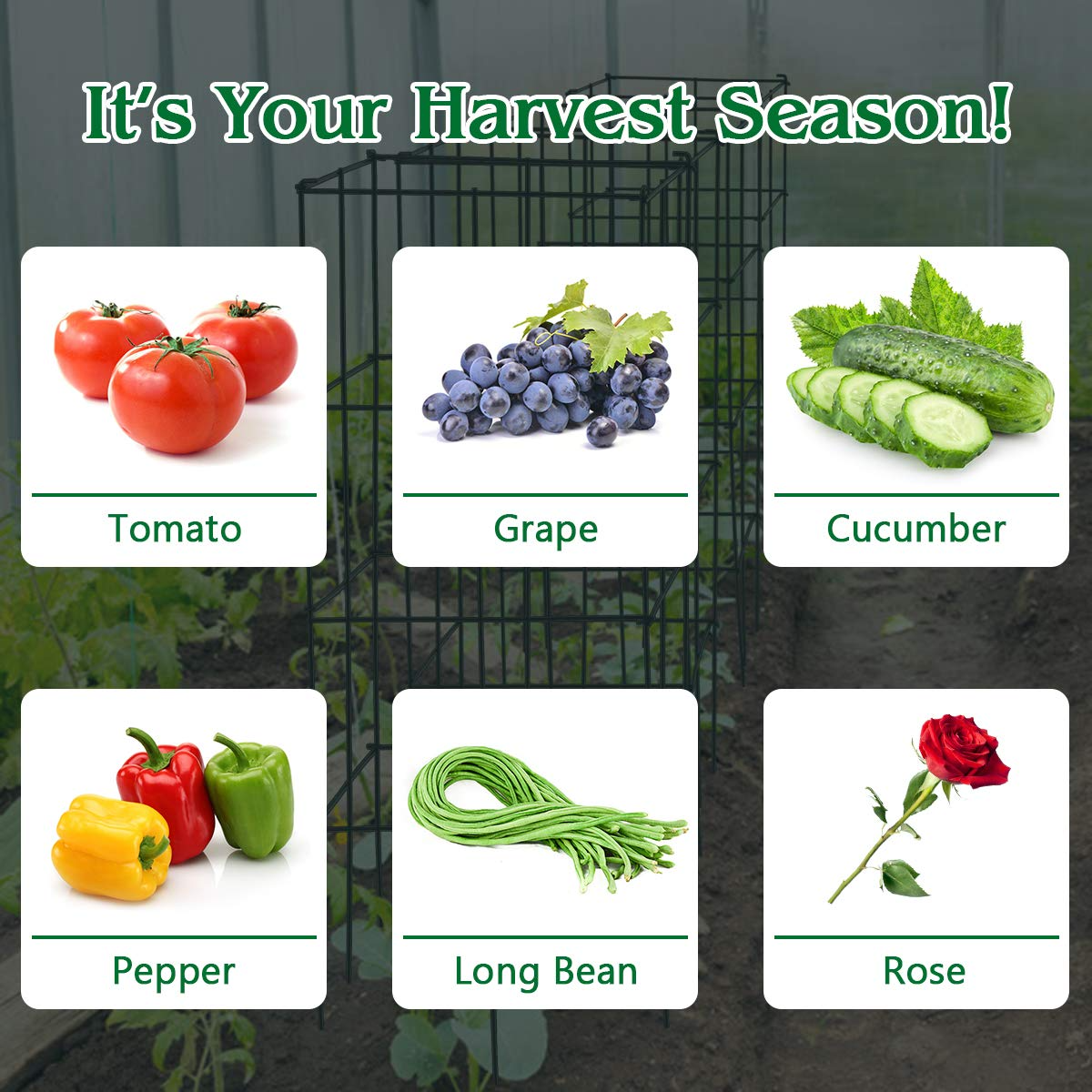 Giantex Pack of 4 Plant Cage Support, Tomato Stakes and Cages (16''Lx 16''Wx 39''H (4 Pieces))