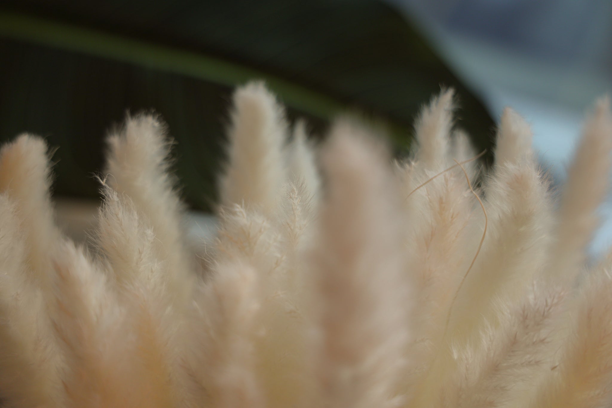 Beige Pampas Bouquet 26'' (Set Of 30)