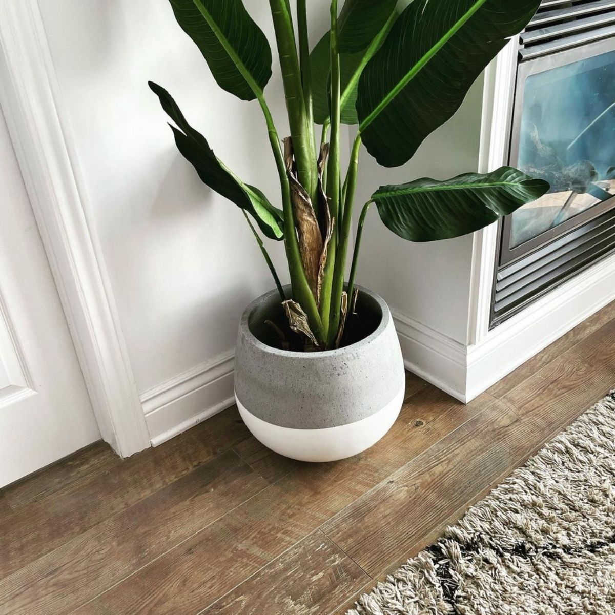 Zamora Cement Planter (Multiple Sizes)