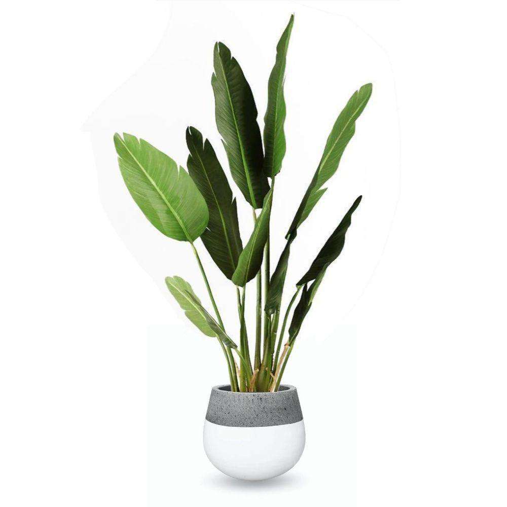 Zamora Cement Planter (Multiple Sizes)