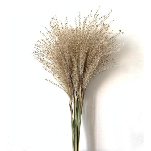 Dried Pampas Grass
