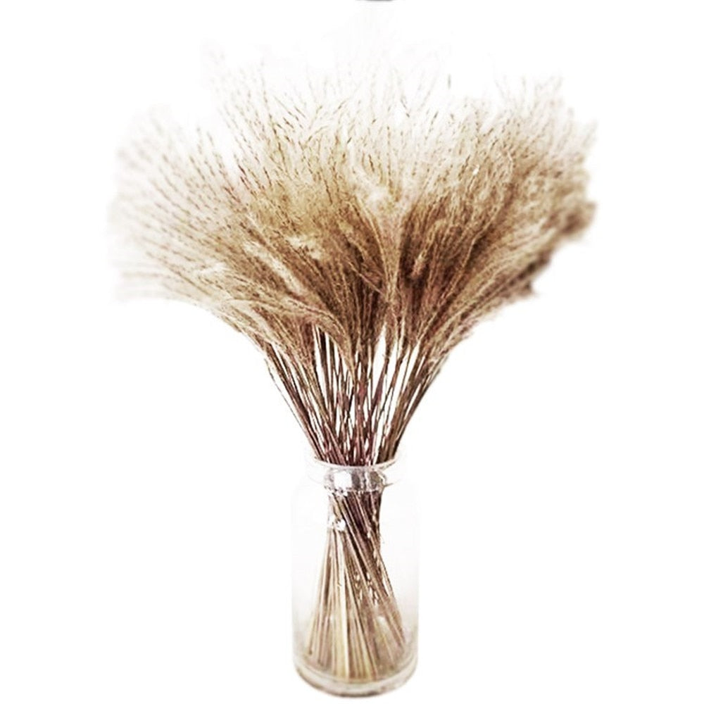 Dried Pampas Grass