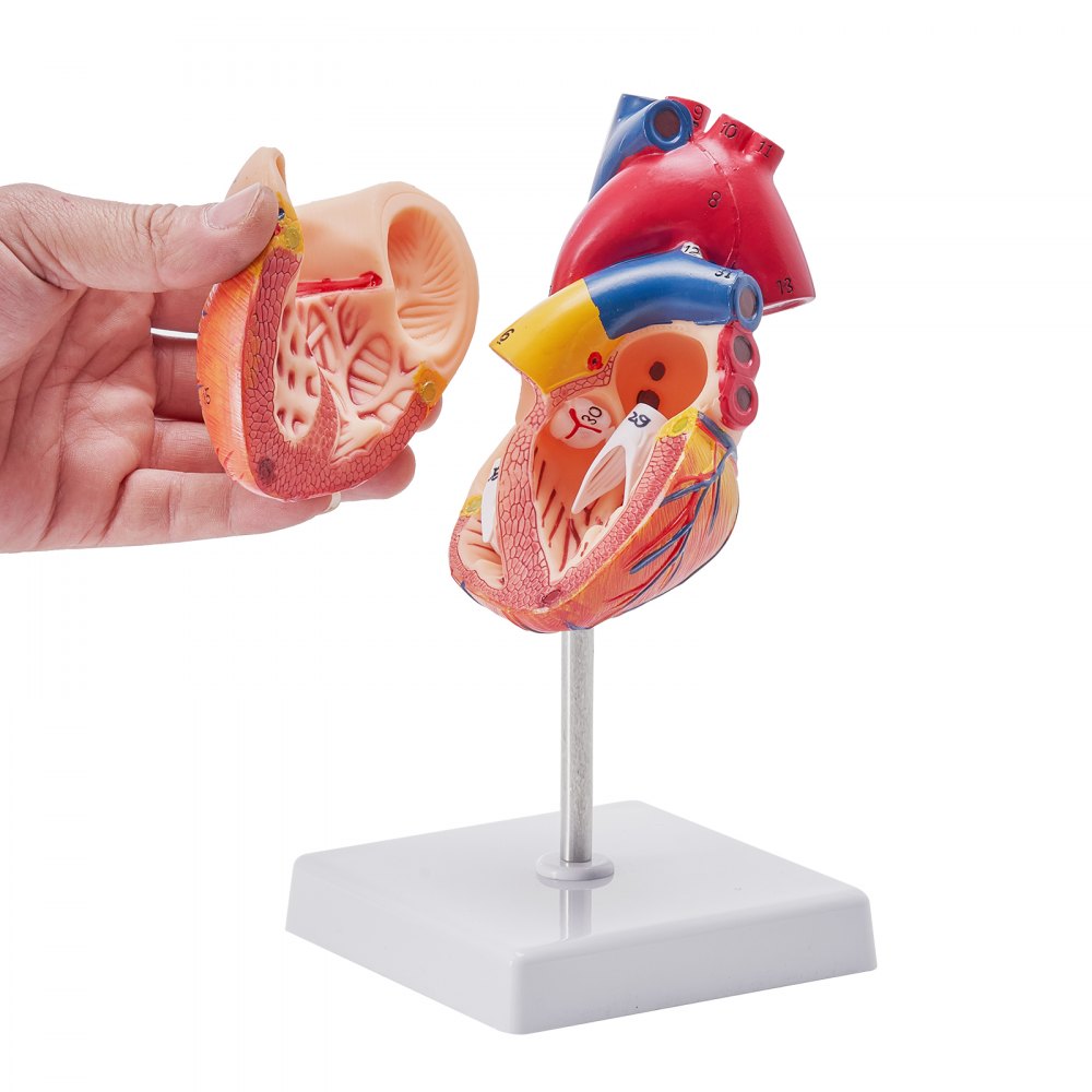 VEVOR Human Heart Model, 2-Part 1:1 Life Size, Anatomically Accurate Numbered Anatomical Heart Model with Anatomically Correct Structures, Magnetic Design, Held Together on Display Base for Learning