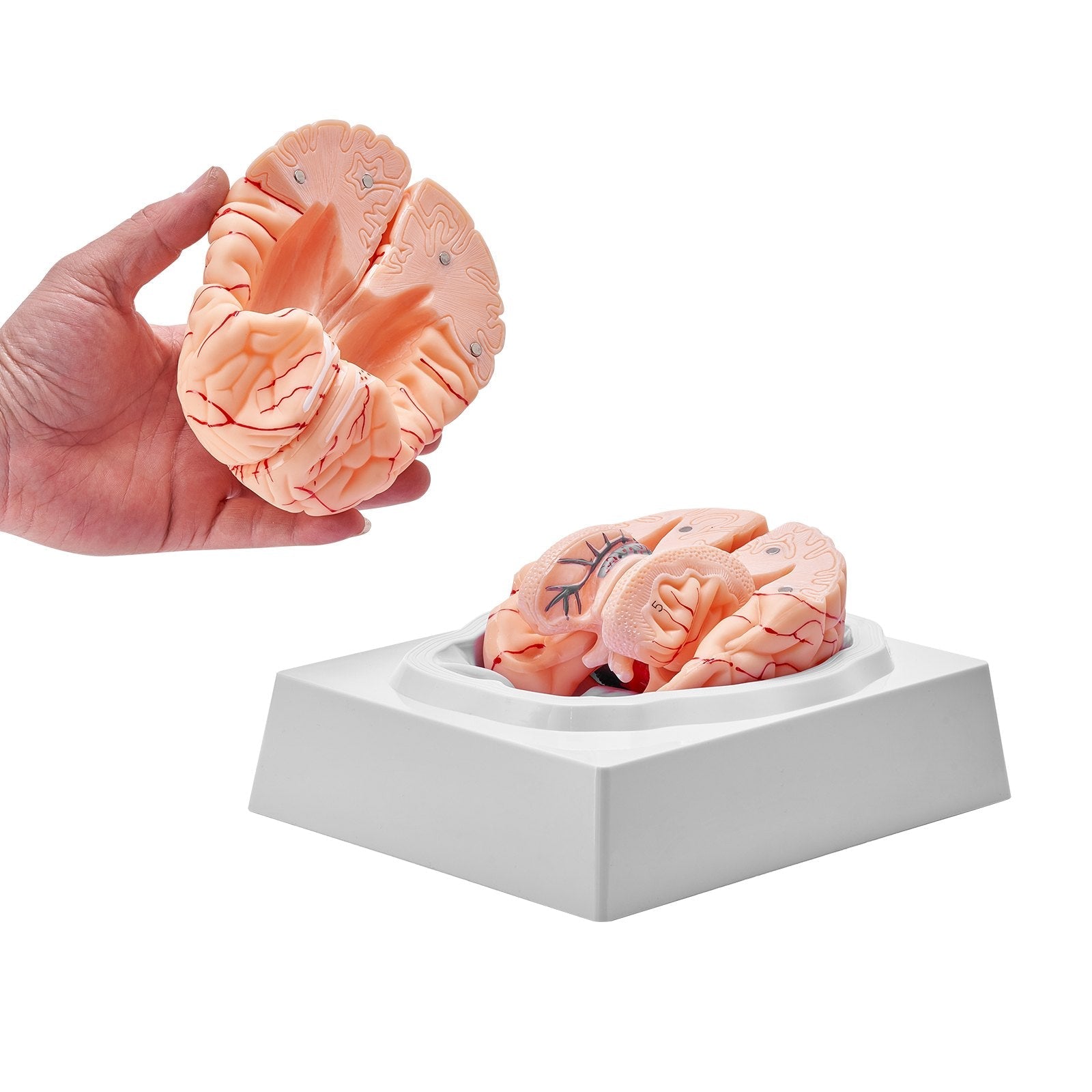 VEVOR Human Brain Model Anatomy, 1:1 Life-Size 9-Part Human Brain Anatomical Model with Labels & Display Base, Detachable Brain Model for Science Research Teaching Learning Classroom Study Display