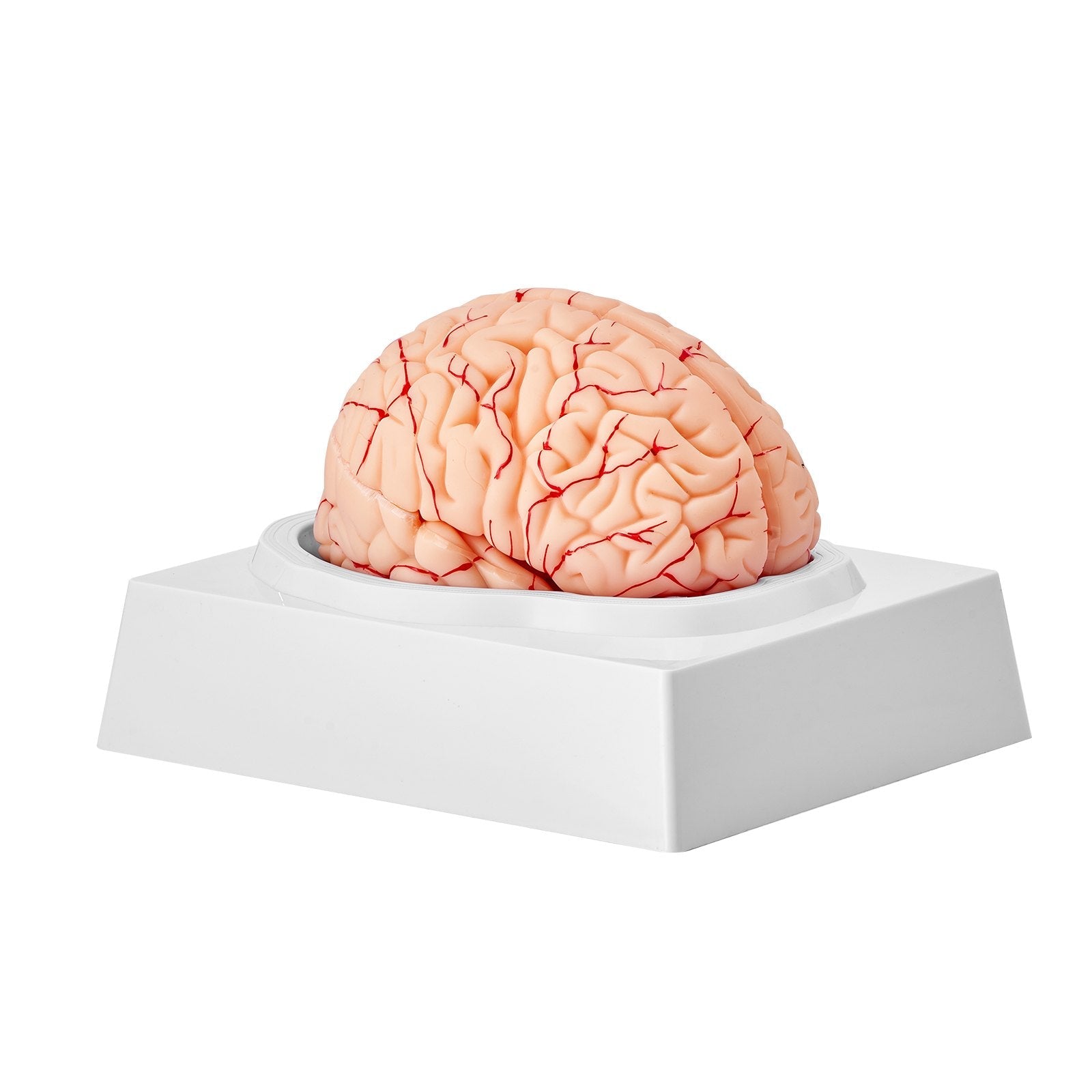 VEVOR Human Brain Model Anatomy, 1:1 Life-Size 9-Part Human Brain Anatomical Model with Labels & Display Base, Detachable Brain Model for Science Research Teaching Learning Classroom Study Display