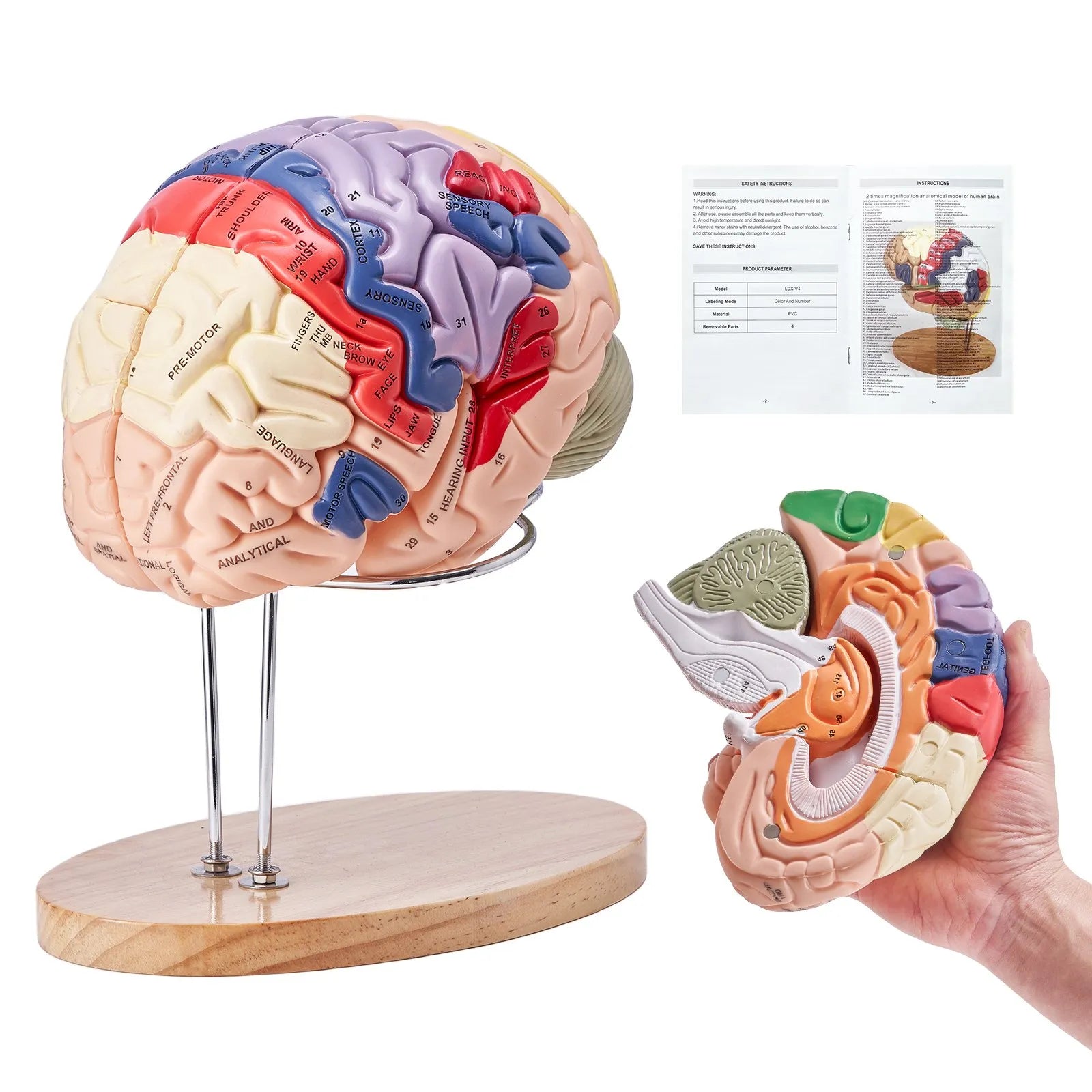 VEVOR Human Brain Model Anatomy, 2X Life-Size 4-Part Human Brain Anatomical Model with Labels & Display Base, Color-Coded Detachable Brain Model for Science Research Teaching Learning Study Display