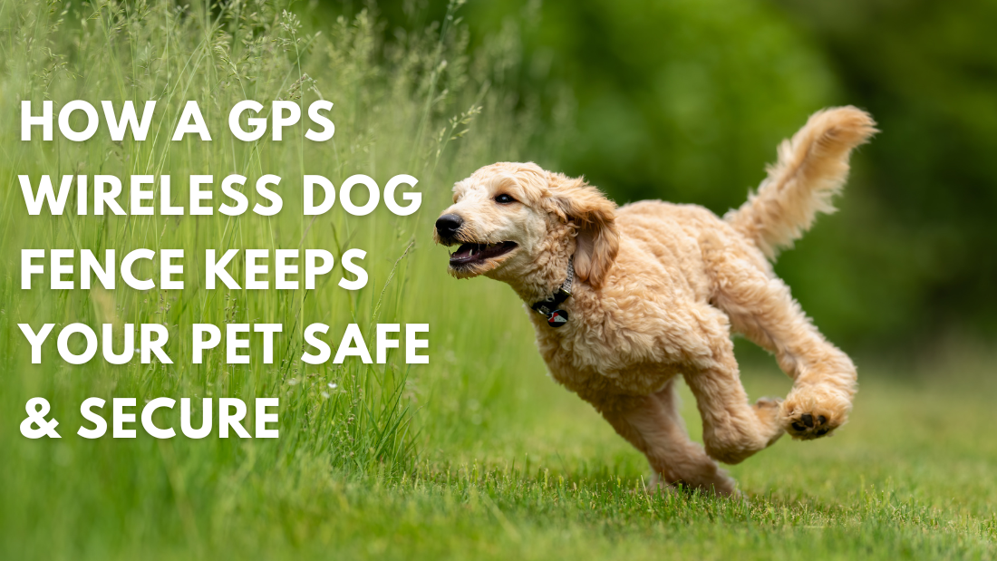 How a GPS Wireless Dog Fence Keeps Your Pet Safe & Secure