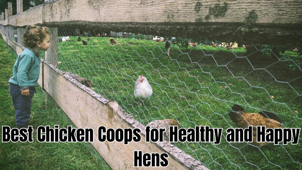 Best-Chicken-Coops-for-Healthy-and-Happy-Hens totalfindz