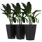 Outsunny Elegant 3-Piece Tall Plant Stand Set for Outdoor & Indoor - Enhance Your Entryway, Patio, Deck in Black