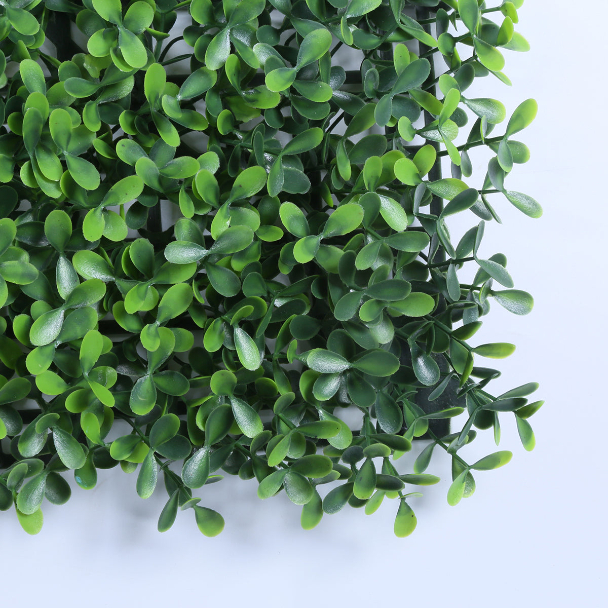 Valencia (box of 12) 