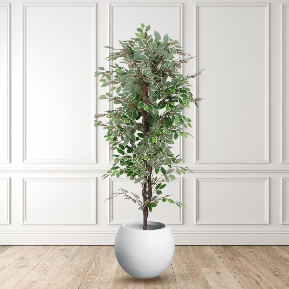 Olaya Artificial Ficus Potted Plant 6' 