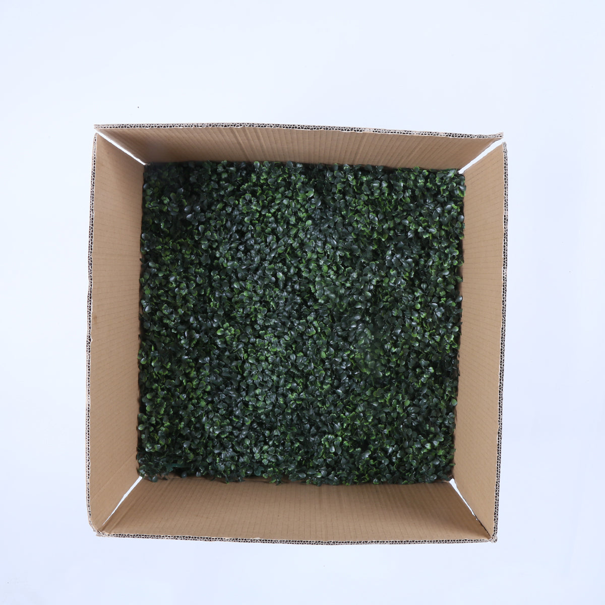 Barcelona (box of 12) 