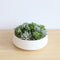 Eva Artificial Succulent Arrangement in Low White Pot – Lifelike Faux Succulents for Tabletops, Shelves & Low-Maintenance Home Décor