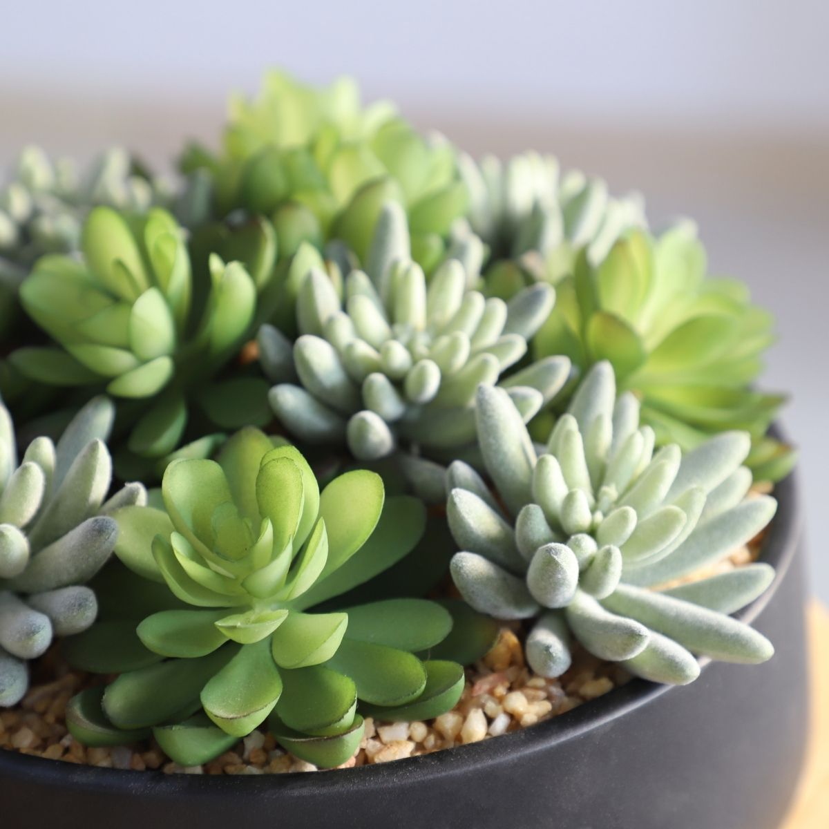 Kae Artificial Succulent Arrangement in Low Black Pot 