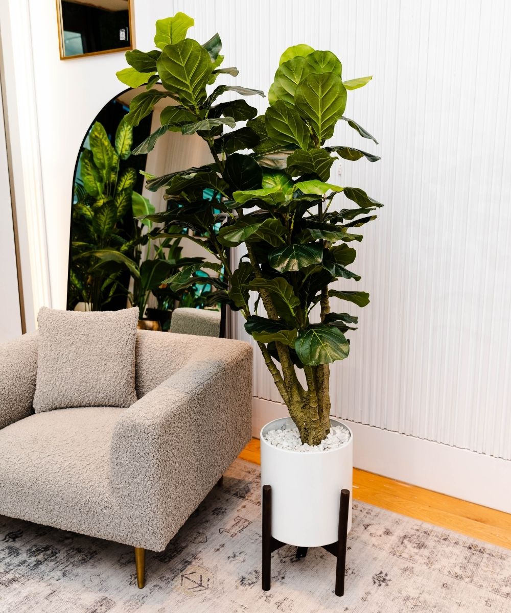Pico Artificial Fiddle Leaf Potted Plant 5.5' 