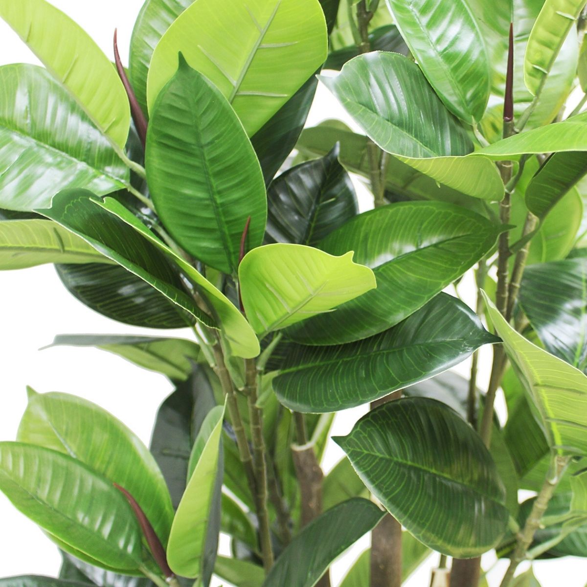 Encanto Artificial Rubber Potted Plant (Multiple Sizes) 