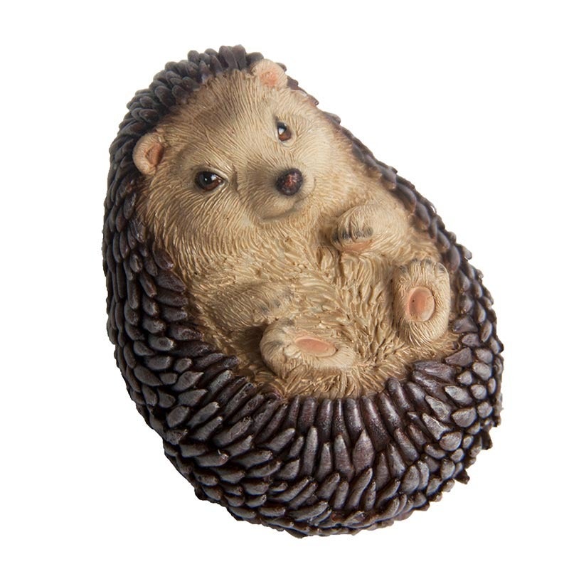 Hedgehog Lying On Back 