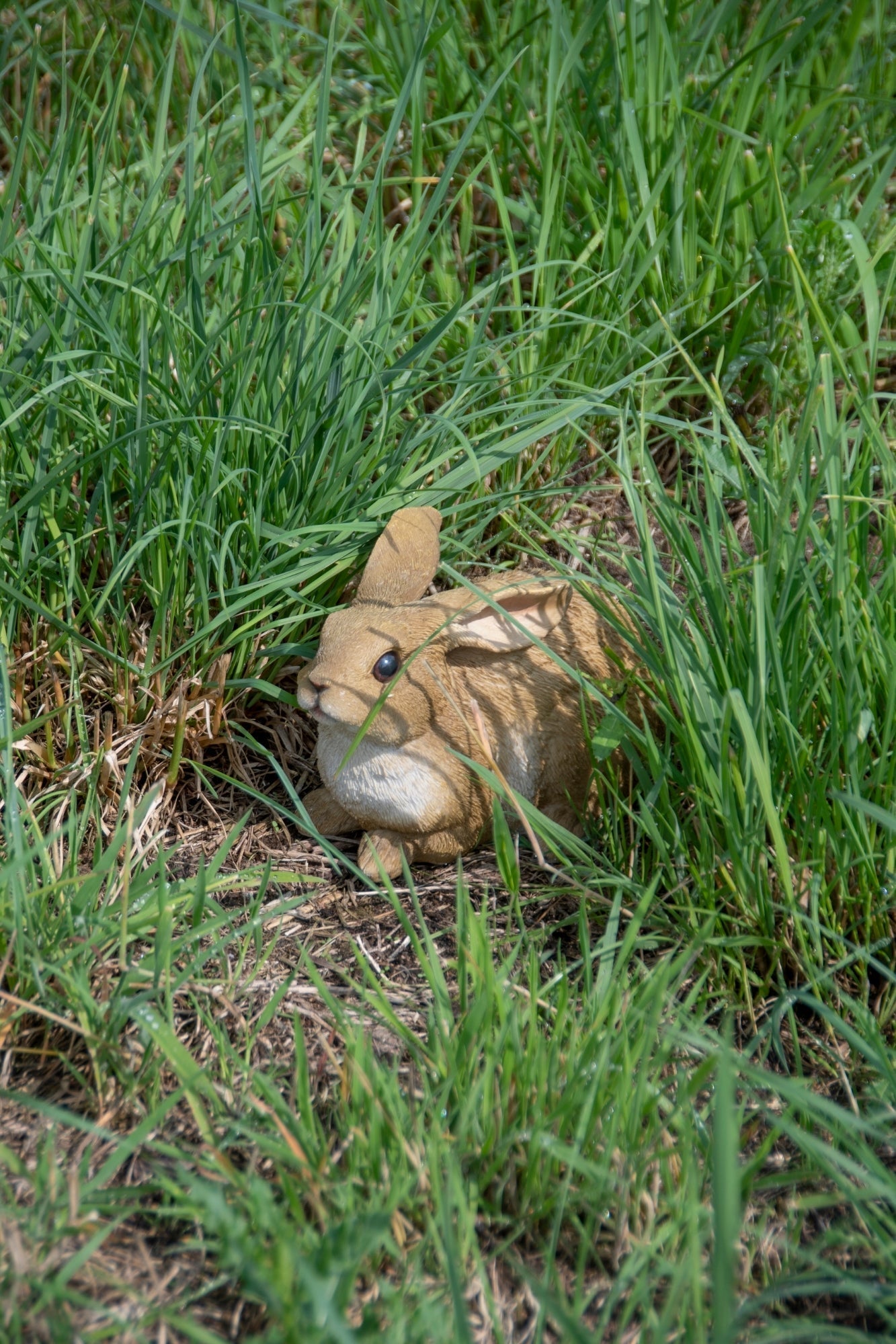 Rabbit Lying M 