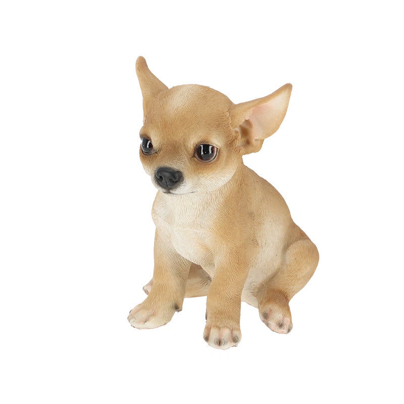 Sitting Chihuahua Pup 