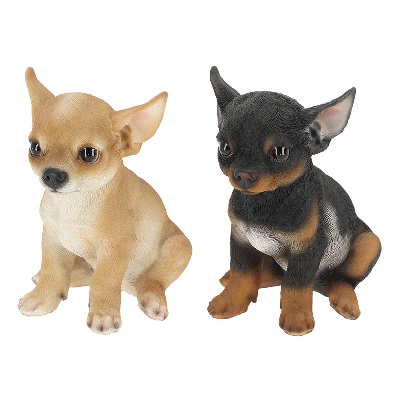 Sitting Chihuahua Pup 