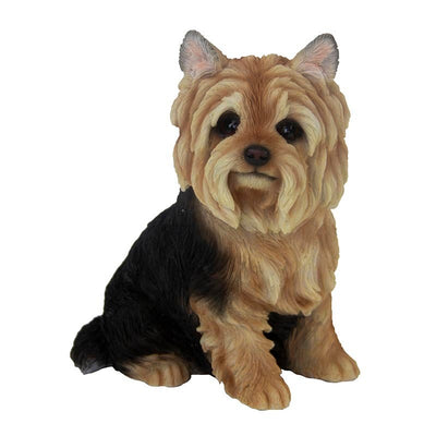 Sitting Yorkshire Terrier 