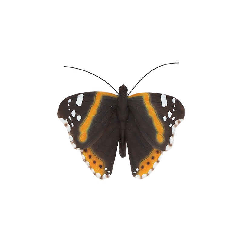 Butterfly S ~ Assorted 