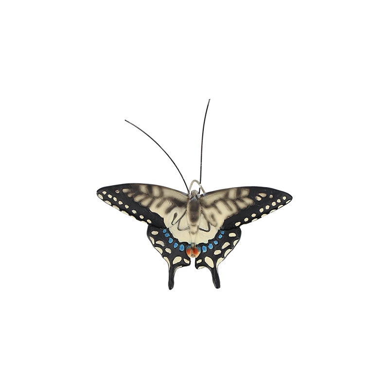 Butterfly S ~ Assorted 