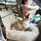 Pet Cat & Dog Front Seat Car Bed – Cozy Travel Cushion, Beige Chemical Fiber