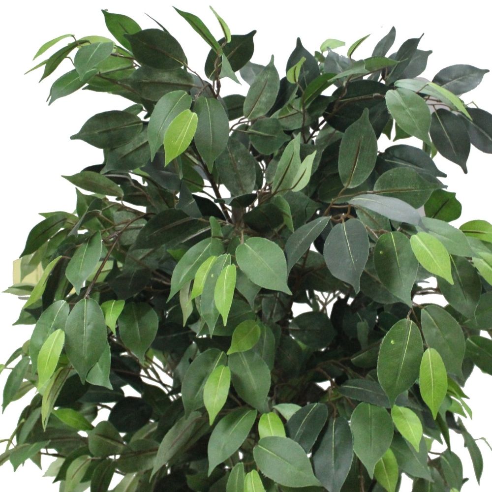 Tarso Artificial Ficus Potted Plant 6' 