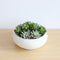 Zed Faux Succulent Arrangement in Low White Concrete Pot – 7.1