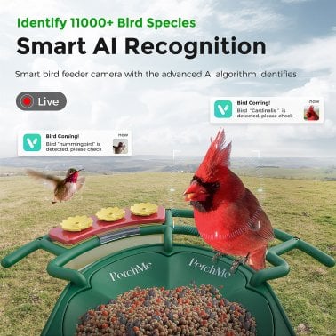 PerchMe™ AI-Recognition Smart Bird Feeder with Camera, Solar Powered (Forest Green)