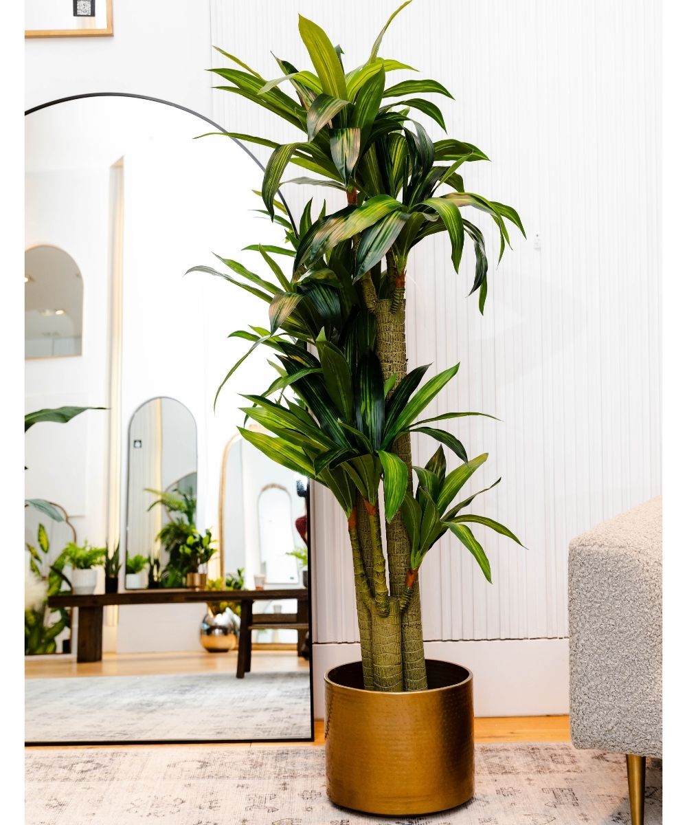 Dana Artificial Draecena Tree Potted Plant (Multiple Sizes) 