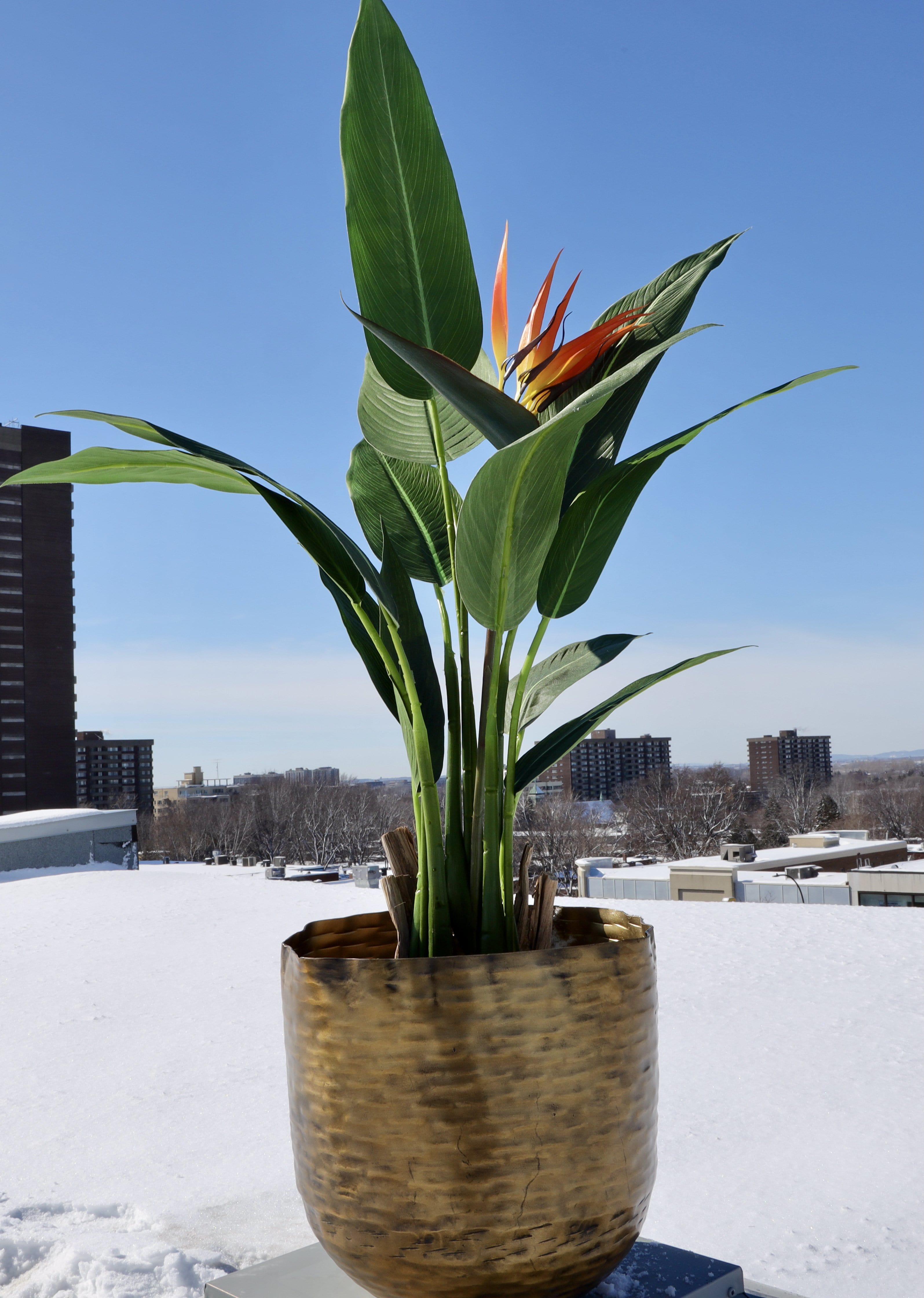 Poloma - Brass Basket Planter (Multiple Sizes) 