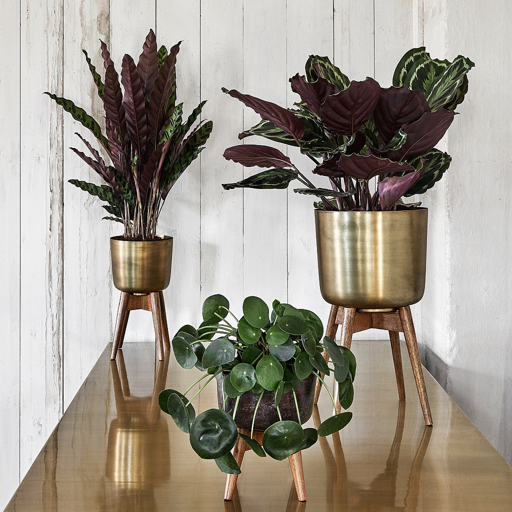 Atzi - Mid-Century Turned Wood Leg Planter Brass (Multiple Sizes) 