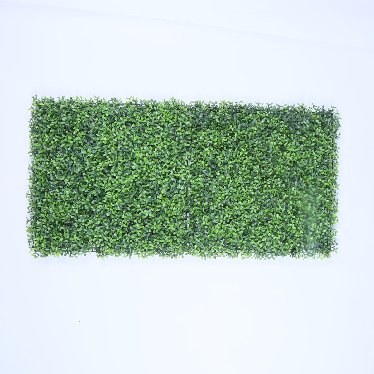 Valencia (box of 12) 