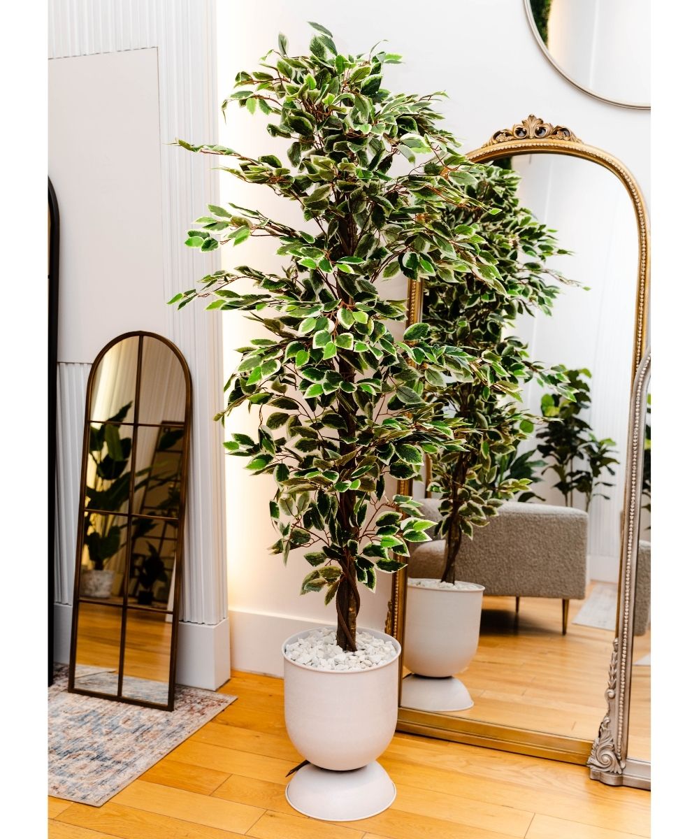 Olaya Artificial Ficus Potted Plant 6' 