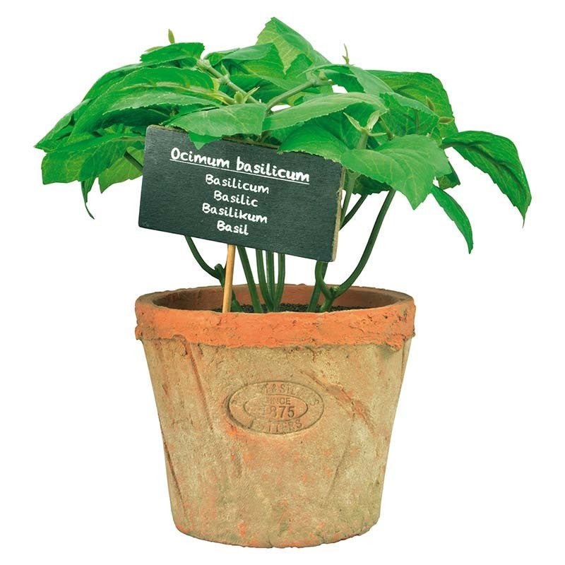 Basil in At Pot L 