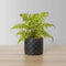 Bali Potted Faux Fern | Realistic Artificial Fern Plant for Home & Office Décor