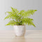 Bera Potted Faux Fern | Lush Handcrafted Artificial Tabletop Plant 1.18ft