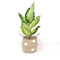 Bomba Seagrass Basket with White Pompoms | 11