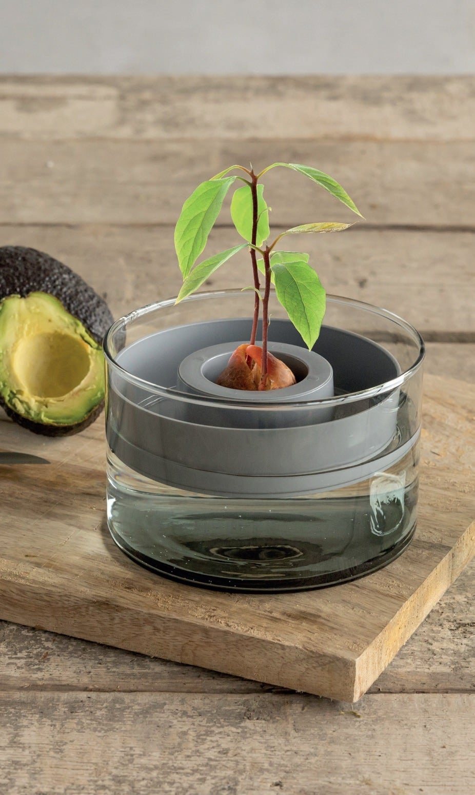 Avocado Grow Set 